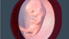 孕期第10周胎儿发育全过程是什么样？