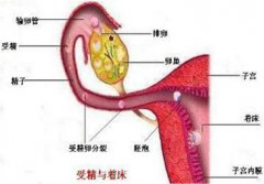 备孕时怎么知道受精卵着床了，如果怀孕了怎么