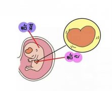 怀孕多久可以检查胎心胎芽？