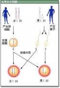 香港抽血验男女准确率高达99.8%，何须担心翻盘之