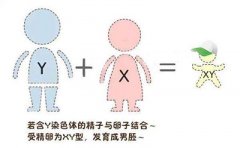 关于香港验血测性别的九问九答