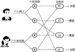 香港母血筛查验性别是怎么样的流程