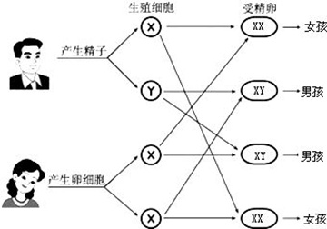 香港母血筛查验性别