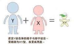 怀孕初期去香港验血鉴定胎儿性别要满足什么条
