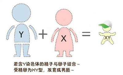 香港验血鉴定胎儿性别